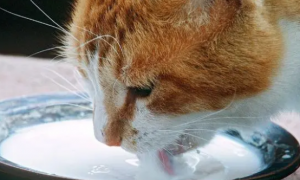 猫咪可以喝牛奶吗