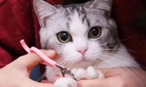 猫咪指甲怎么剪