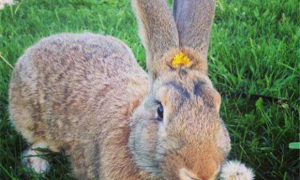 巨型花明兔特点是什么