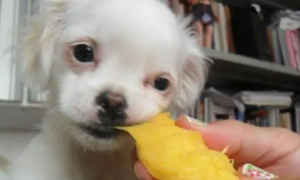 狗能吃菠萝蜜吗