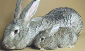 标准金吉拉兔几个月能繁殖