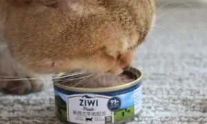 猫天天吃罐头好吗