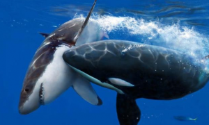大白鲨为什么怕虎鲸