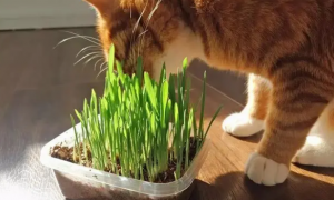猫草的功效与作用