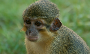 加蓬侏长尾猴是国家一级保护动物吗