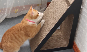 猫为什么要猫抓板