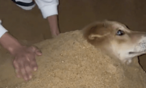 主人把狗狗给埋进沙子里，它待在里面都懵圈了：怎么动不了了