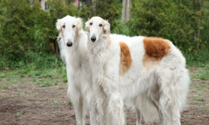 苏俄牧羊犬的毛色有几种