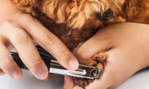 狗需要剪指甲吗
