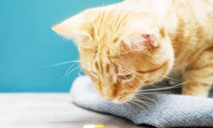 猫吃阿莫西林对猫瘟有效吗