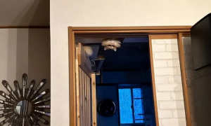 主人准备进门时抬头被吓一跳，原来是家里猫咪躲在门框上企图偷袭