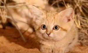 这只称霸沙漠的小猫咪竟然......爱吃“辣条”？