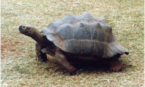 平塔岛加拉帕戈斯象龟生病怎么处理
