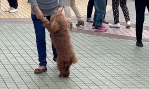 大妈拽着狗的爪子在广场跳舞，又是转圈又是探戈步的，把狗整懵了