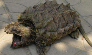 大鳄龟能活多少年