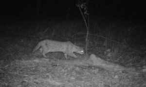 珍稀濒危物种豹猫首次现身淮安洪泽湖畔