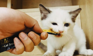 猫可以吃什么小零食