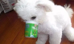 宠物狗狗可以吃酸奶吗