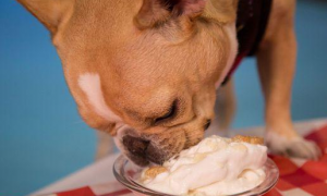 狗能不能吃奶油