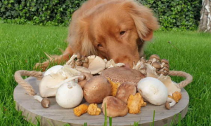 狗可以吃蘑菇吗