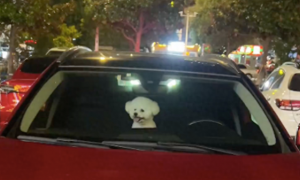网友和汽车里的狗打招呼，没想到被它翻白眼嫌弃了：你什么身份？