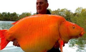 英国垂钓者捕获巨型鲤鱼，重达30公斤