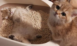 猫砂多少钱一吨