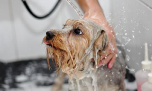 没有宠物沐浴露怎么给狗洗澡