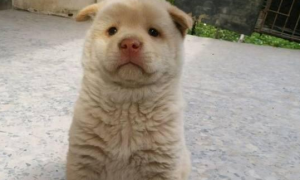 100买了一只小土狗，网友一看羡慕哭了：这么好看的田园犬！