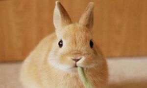 荷兰侏儒兔喂什么比较好
