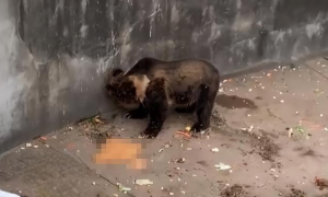游客投喂动物园的熊致其呕吐 动物园：希望游客提高素质