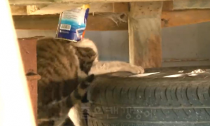 拒绝人类帮助的猫咪，靠自己寻找食物，却被铁罐卡头10天