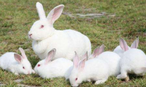 日本大耳白兔喂什么比较好