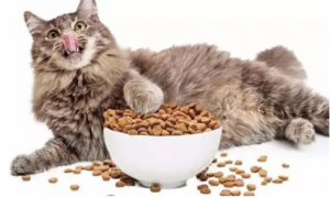 猫咪天天吃罐头拌猫粮可以吗