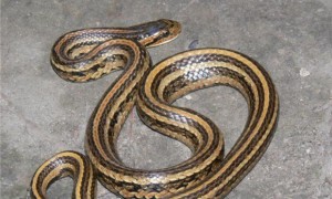 中国小头蛇外形特征