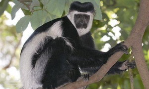 西非黑白疣猴活多久