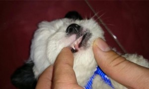 怎么算狗的年龄 根据牙齿磨损程度判定