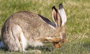 白尾长耳大野兔一般多少钱