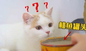 猫吃鲱鱼罐头吗