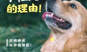 “宠”爱有方，阜康市发布不文明养犬专项整治通告，这些行为将受到处罚！
