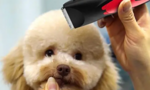 用电推剪给宠物狗剪毛的方法