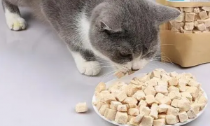 猫罐头有什么用