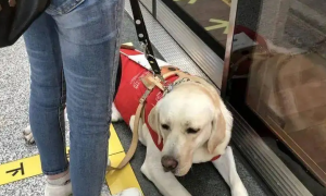 地铁里可以带宠物吗