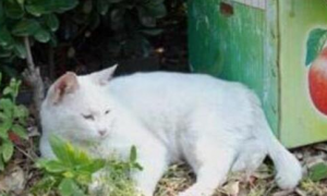 猫主子每天都要去门口草丛的纸箱子旁守着，走近一看，心都暖化了