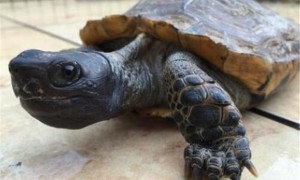 亚洲山龟腐皮怎么治