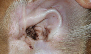 猫咪的耳螨是什么