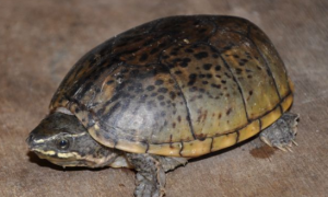 密西西比麝香龟寿命多少年