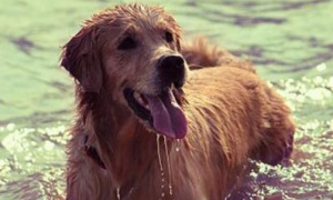 狗狗中暑了会有什么症状 狗狗轻微中暑能自己恢复吗