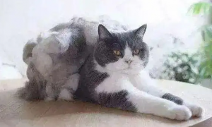 冬季猫掉毛严重什么原因造成的