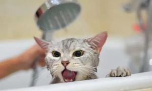 猫洗澡应激反应症状有哪些